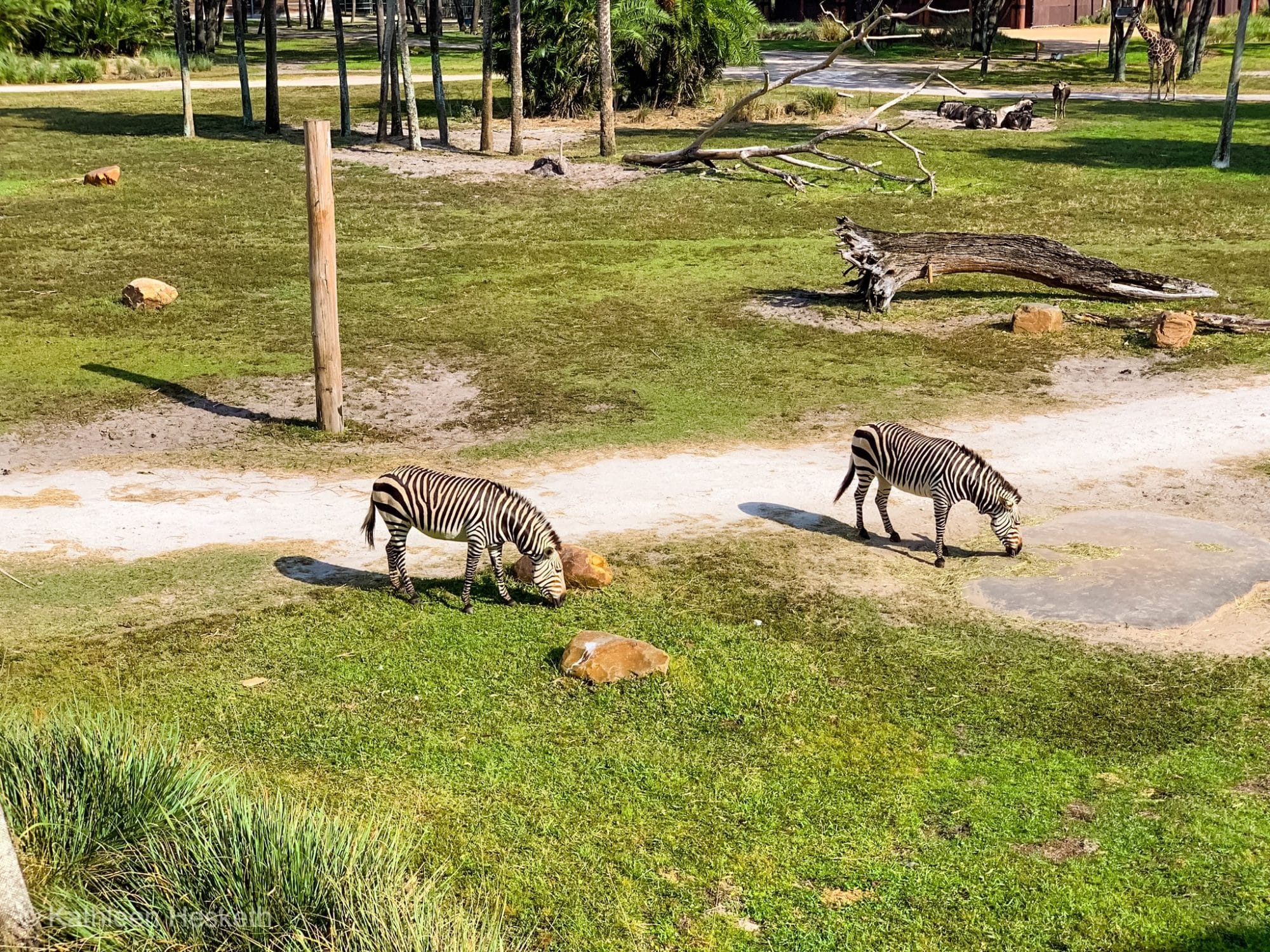 Zebras graze on one of several savaannahs that are visible from Disney's Animal Kingdom Lodge