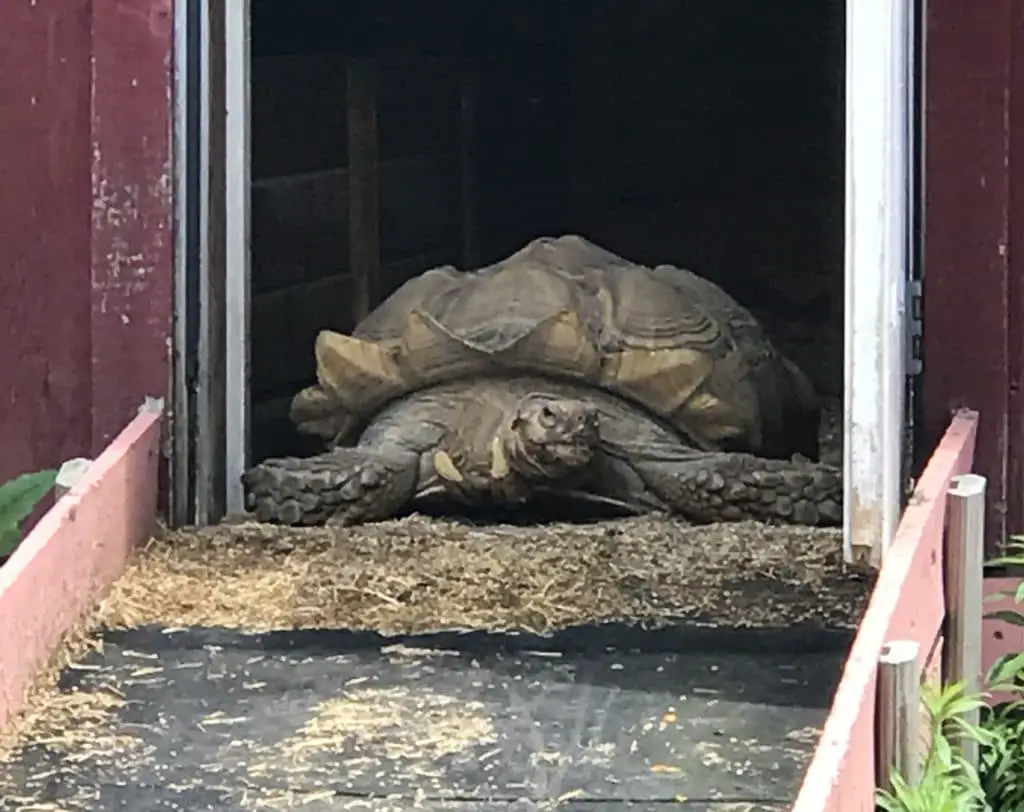 giant tortoise leaves his enclosure at Ray of Light Farm
