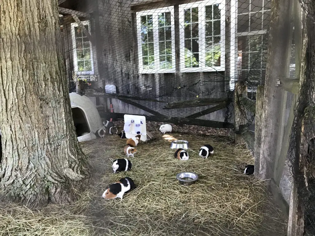Guinea Pigs at Ray of Light Farm Connecticut  