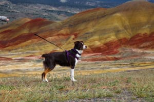 Aussie dog standing in front of the Painted Hills