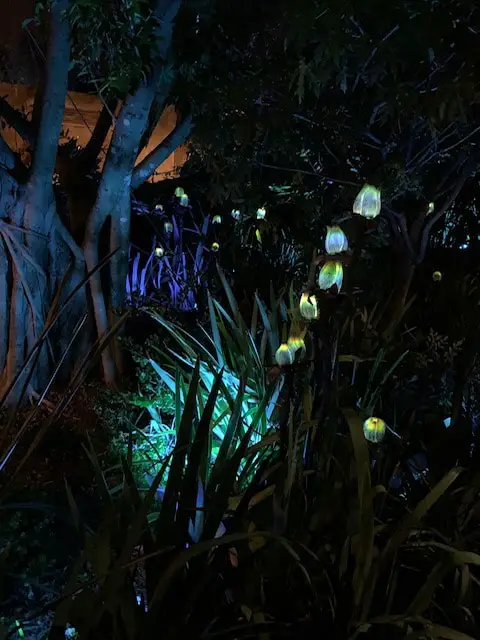 Pandora Land at night time