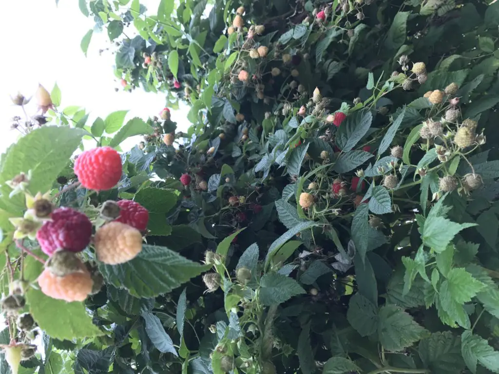 Raspberries growing on a bush. Fun things to do in New england