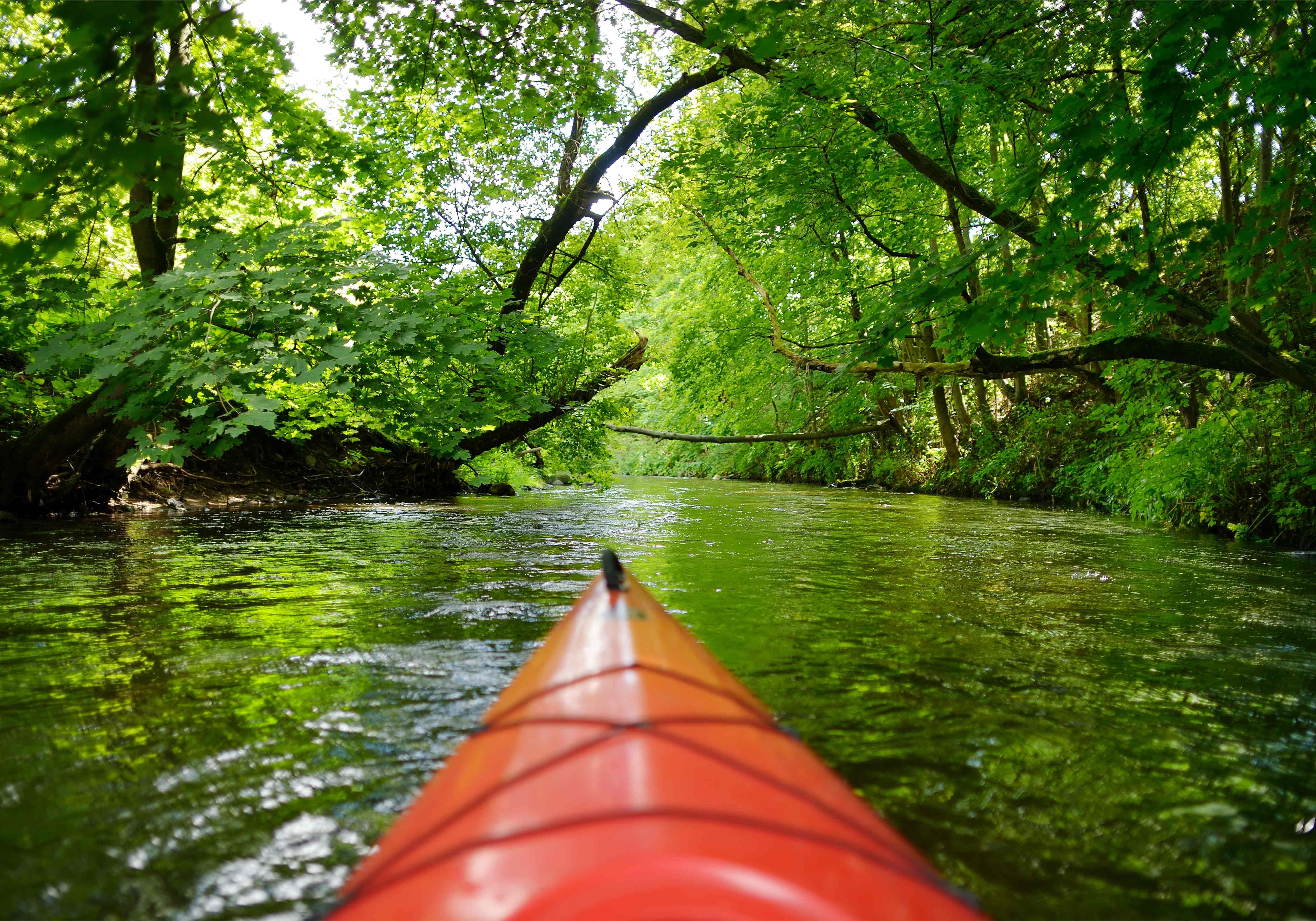 Kayaking down a tree covered river