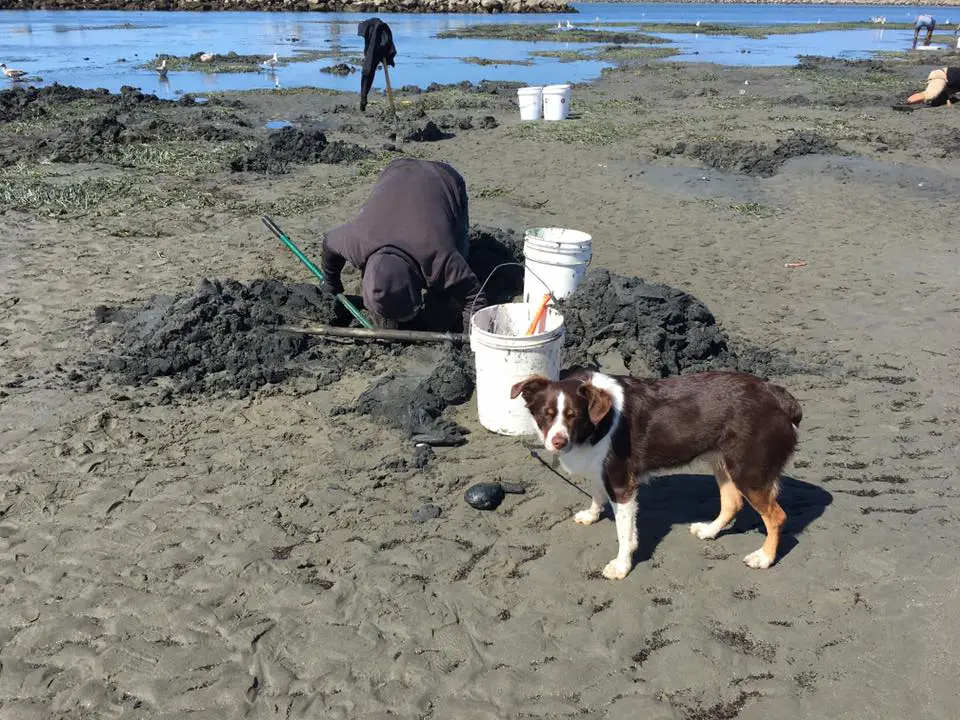 Oregon Travel Guide to Clamming