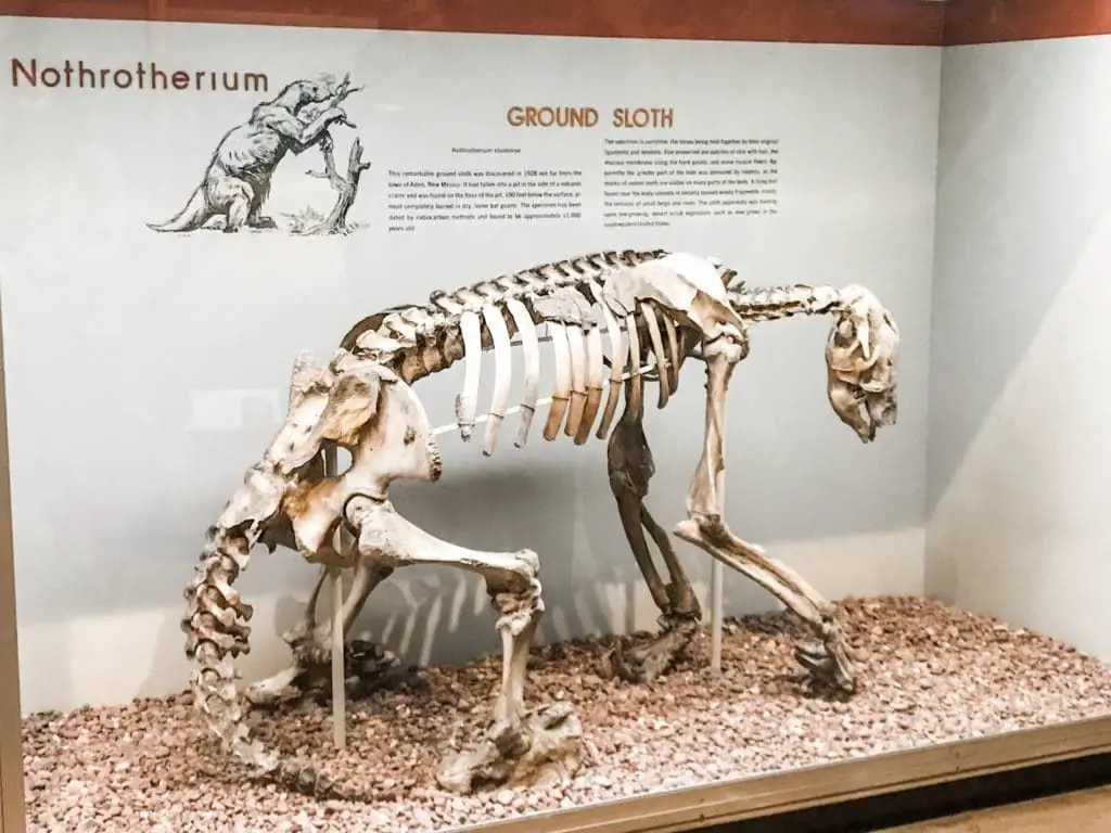 Skeletal remains of a giant sloth at Peabody Museum, a great thing to do in  Connecticut in the winter