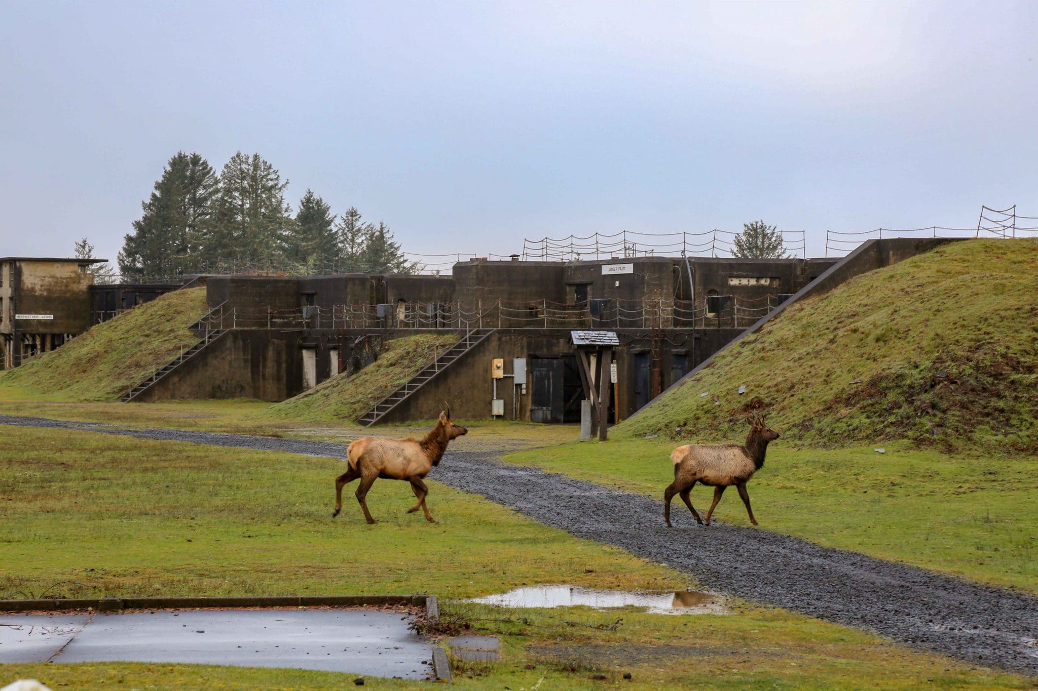 Elk trotting in front of remains of Fort Stevens