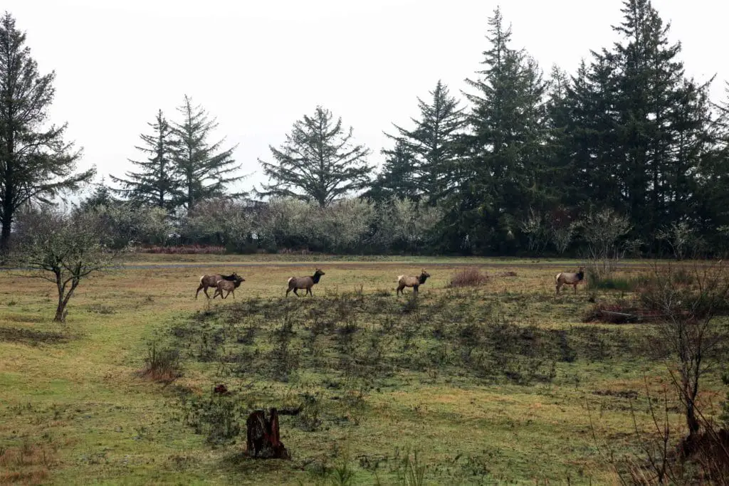 Ek herd playing at Fort Stevens, Oregon