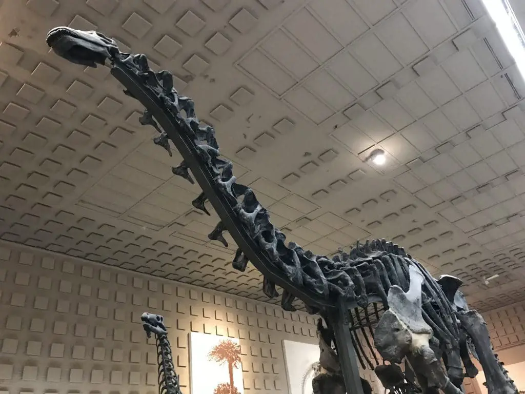Dinosaur skeleton on view at the Peabody Museum, a great Connecticut winter activity.