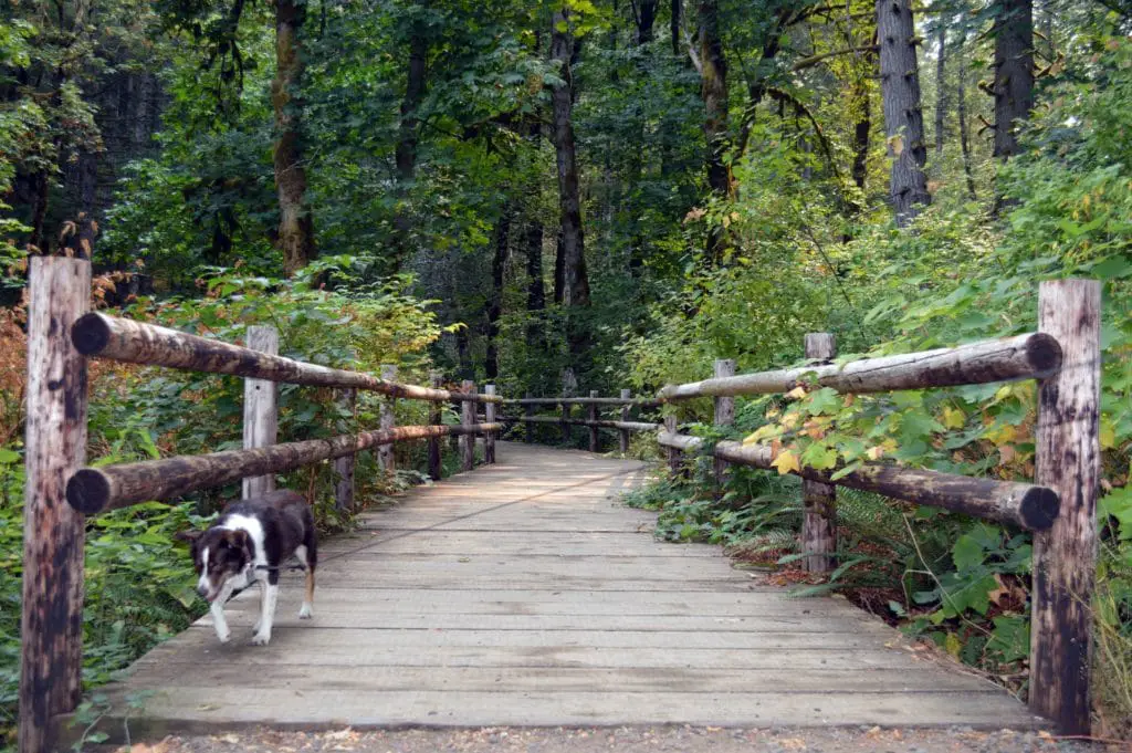 Footbridge at Beazell memorial forest hike