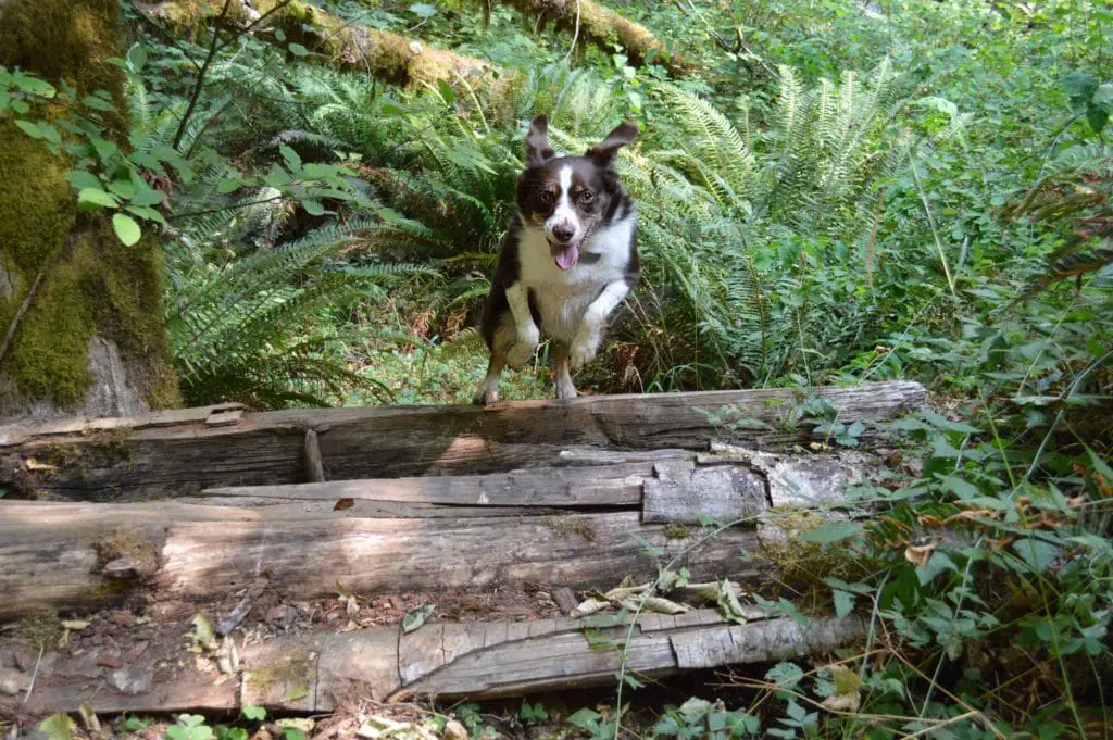 Beazell Memorial Forest Hikes, Kimber jumping log