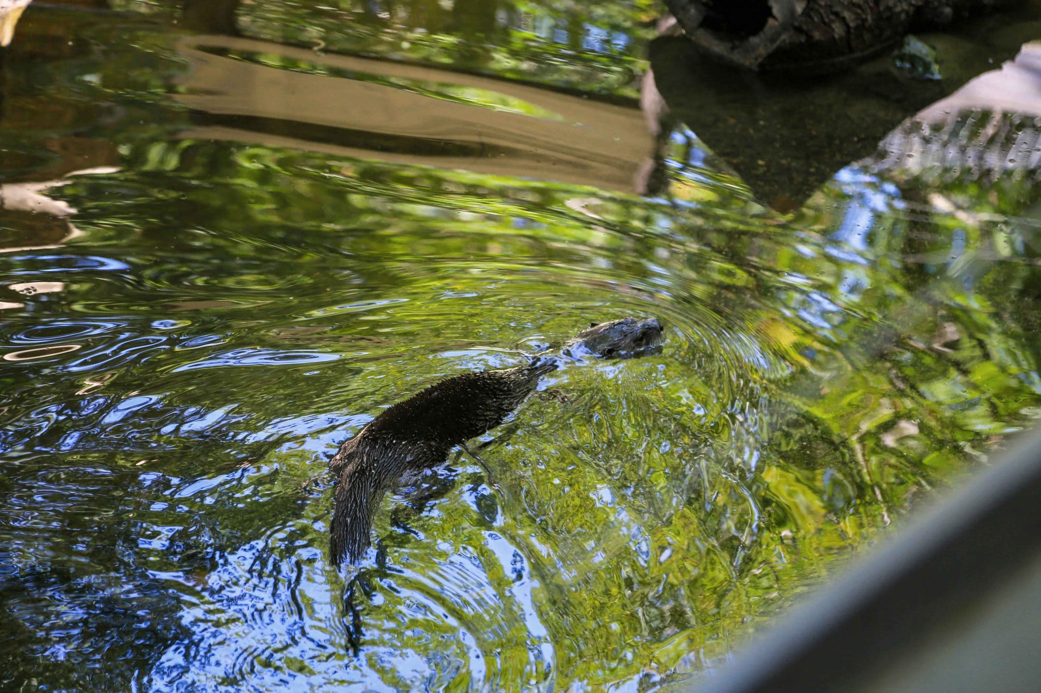Wildlife Images water enclosure with river otter
