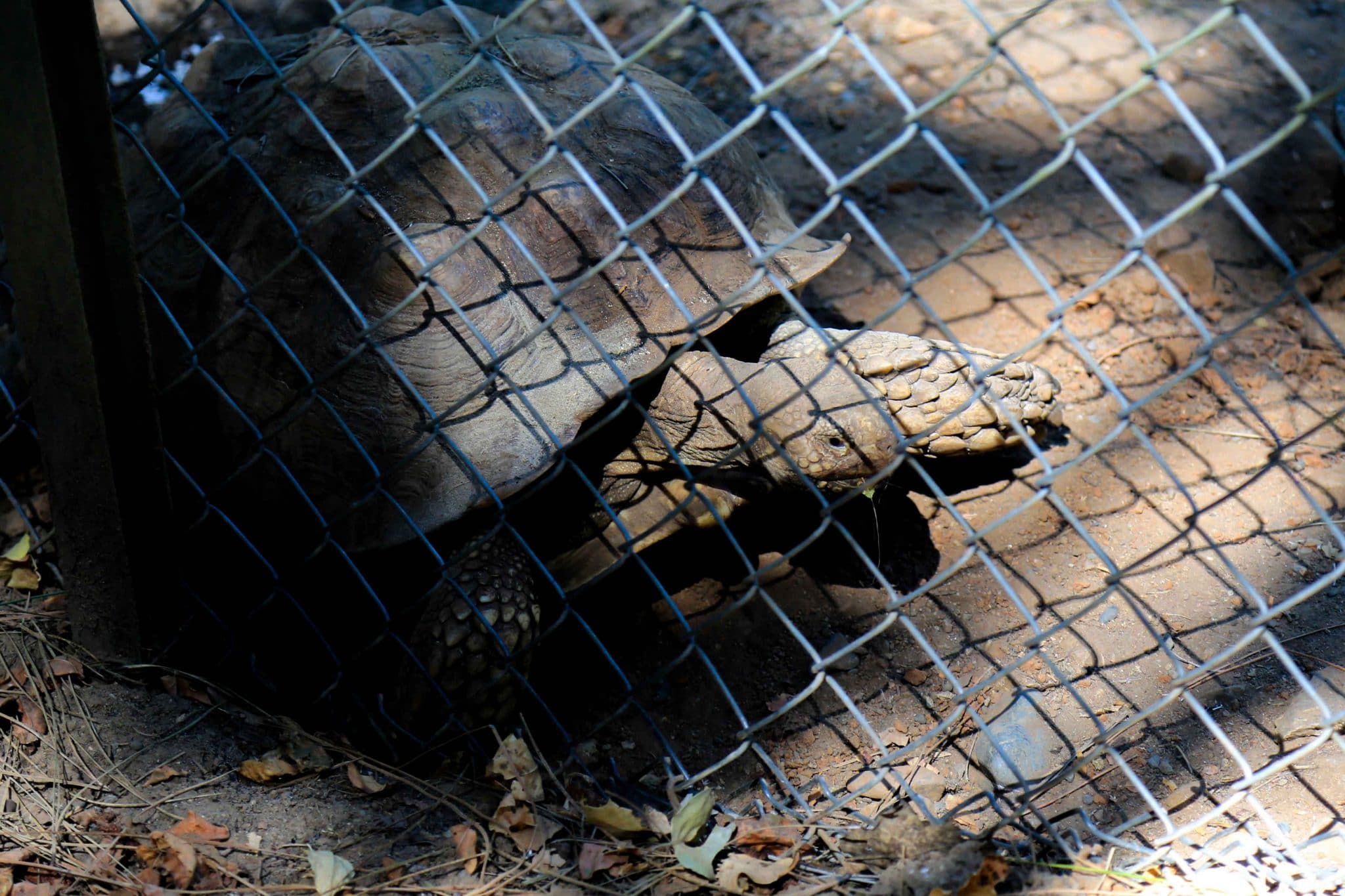 tortoise in enclosure at Wildlife Images