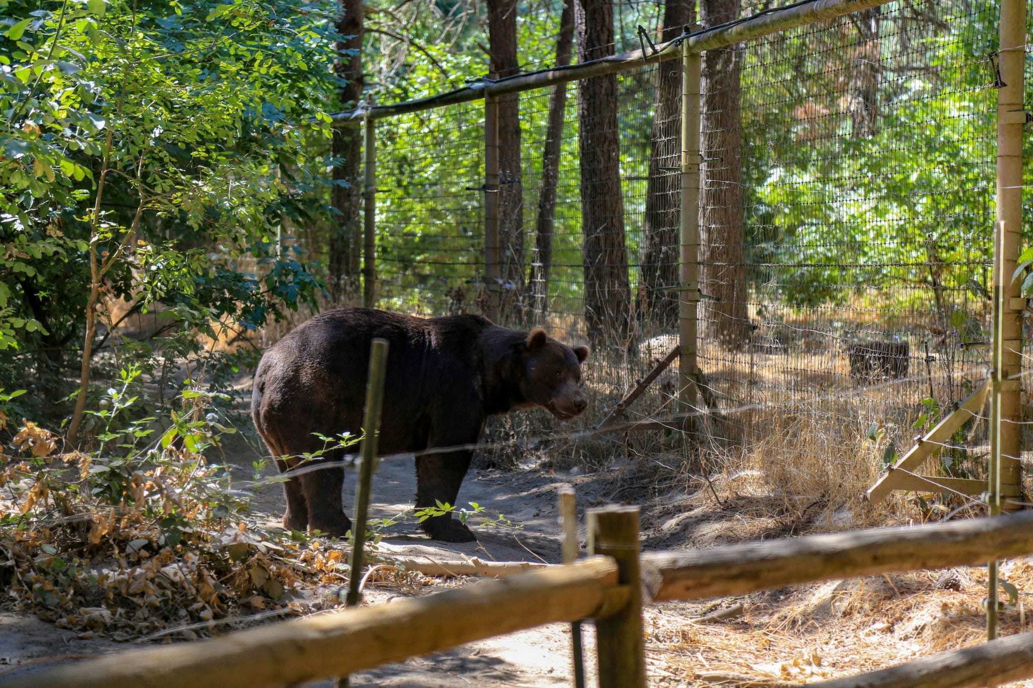 Grizzly bear standing in enclosure at Wildlife Images