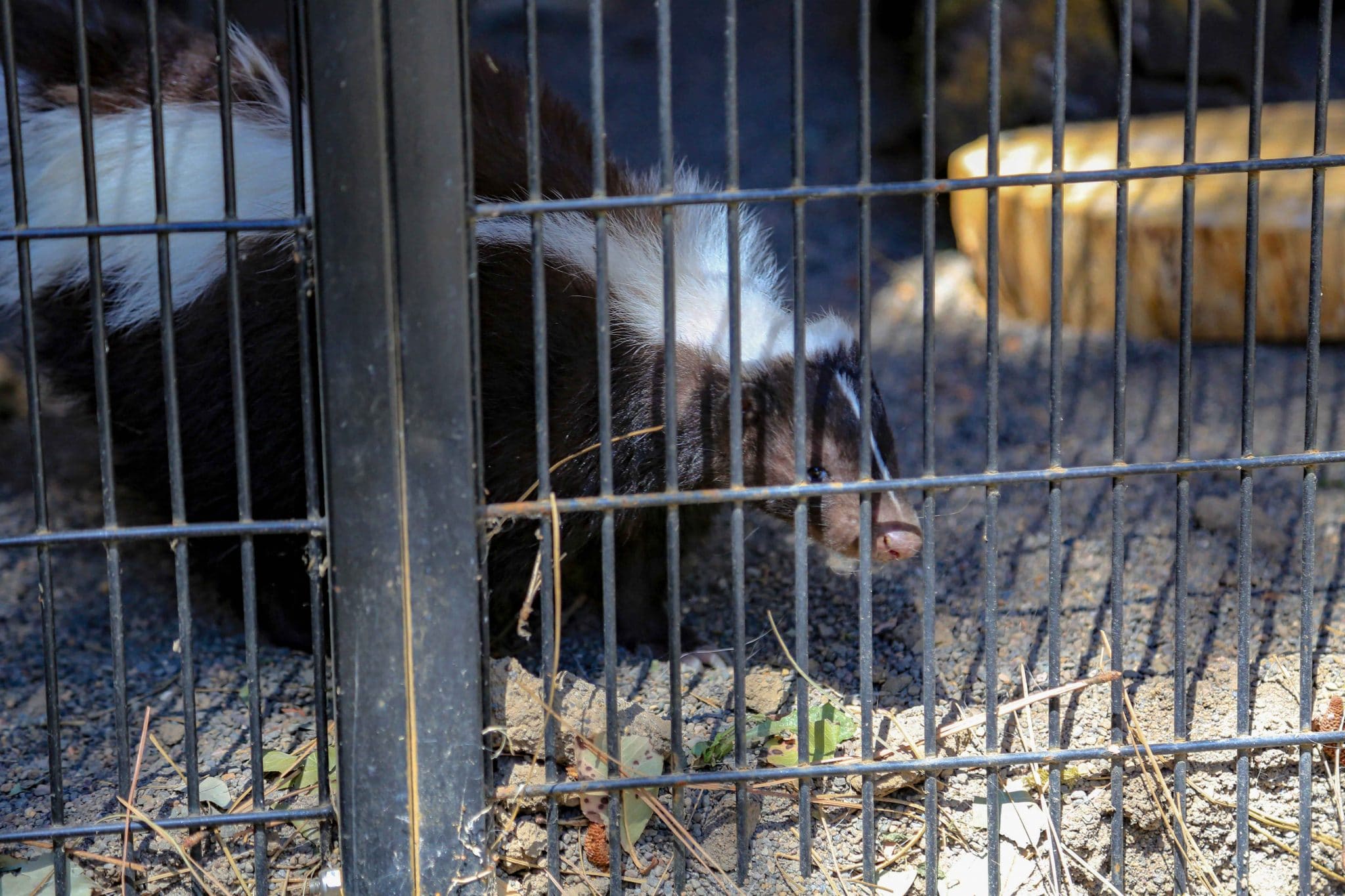 skunks in enclosure at Wildlife Images