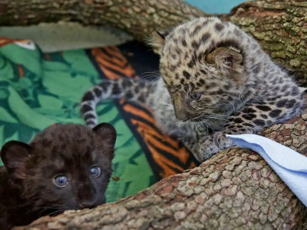 Newborn leopard cubs at Beardsley Zoo, a New England destination