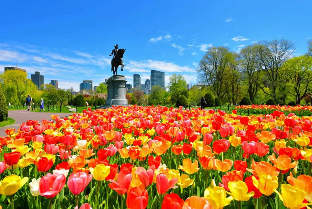 tulips bloom in Boston Gardens, one of the best New England day trips