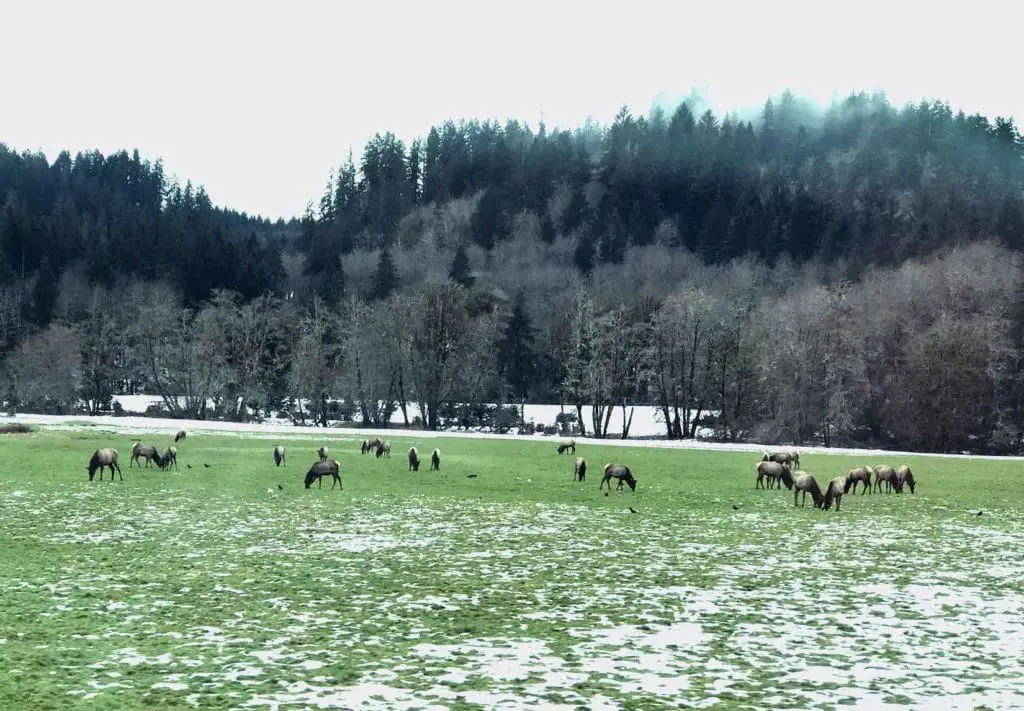 Elk feast on early spring grass at Jewell Meadows State Wildlife Refuge