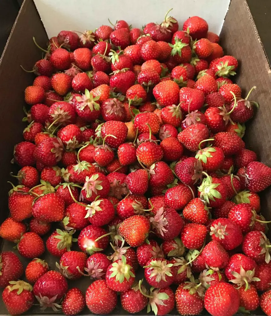 Freshly-picked strawberries from Brown's Harvest in a box