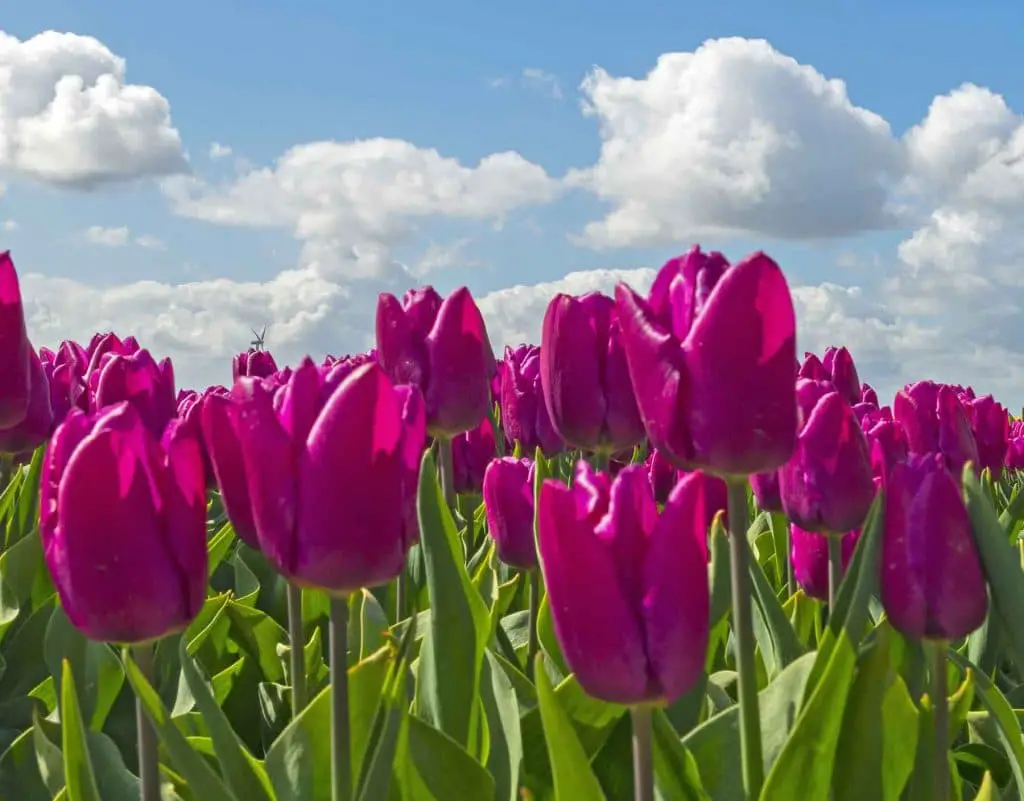 purple tulips against a blue sky