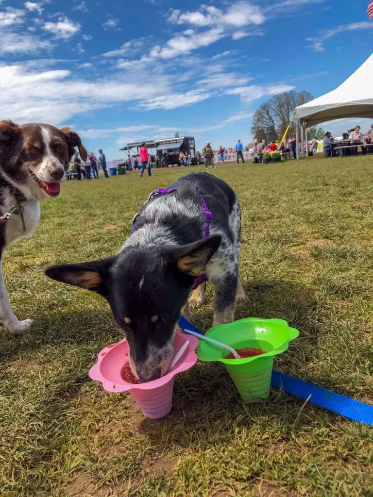 Dogs snacking on snowcones at Wooden Shoe Tulip Festival