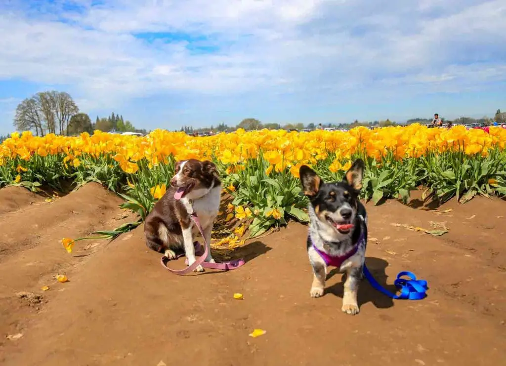 Wooden Shoe Tulip Festival dog photos