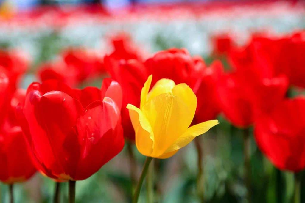 Wooden Shoe Tulip Festival yellow tulip amongst the red