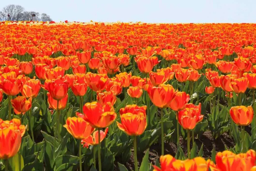 Multicolored tulips at the Oregon tulip festiv