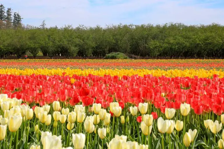 rows of different colored tulips at wooden shoe tulip festival
