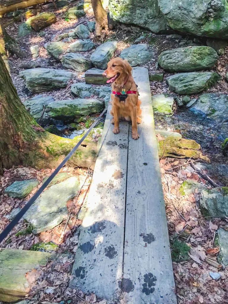 Young Golden Retriever sitting on a wooden plank used to cross a stream at Bash Bish falls