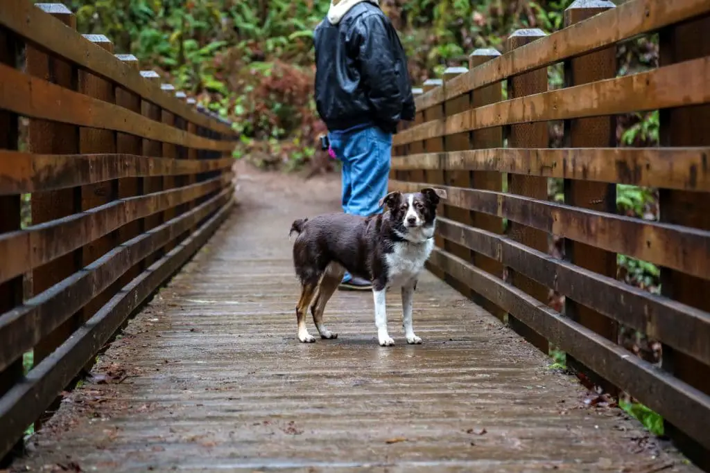 Pet-friendly vacations: Best Places to Go with Your Dog in Oregon