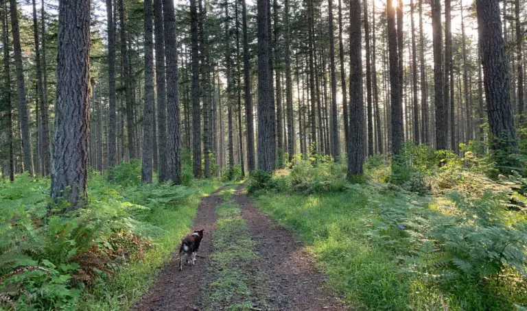 Dog trotting through uncrowded forest