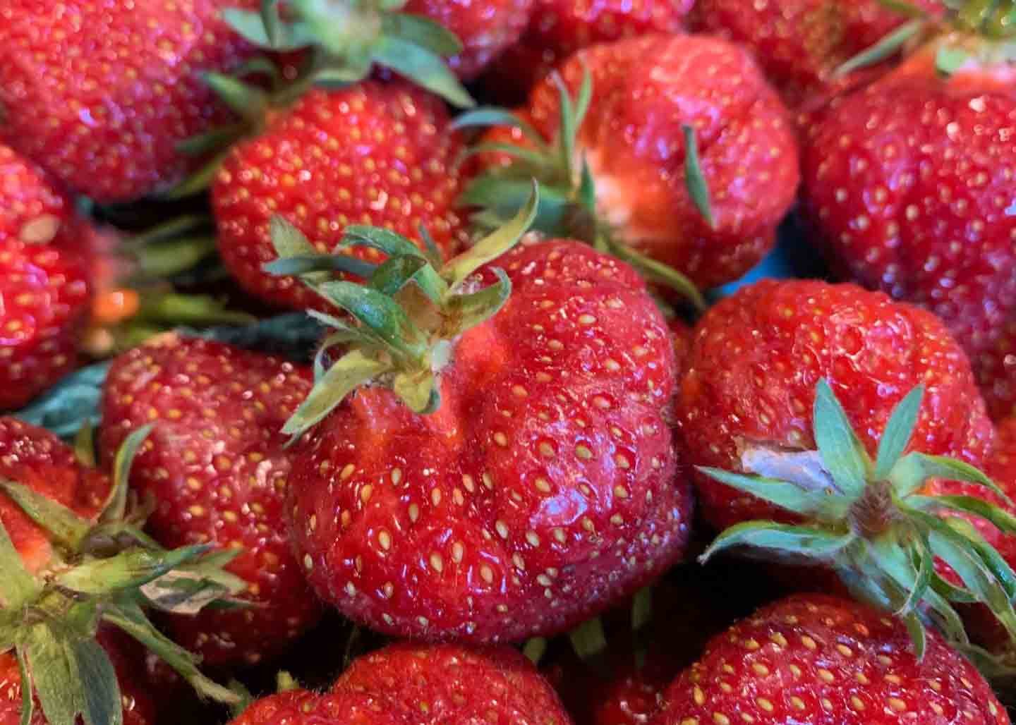 Strawberries in the farm stand of Horse Creek Farms