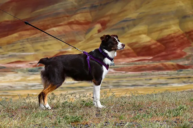 Mini Aussie, Kimber, the Oregon canine representatives for Seconds to Go, poses in front of the Painted Hills.