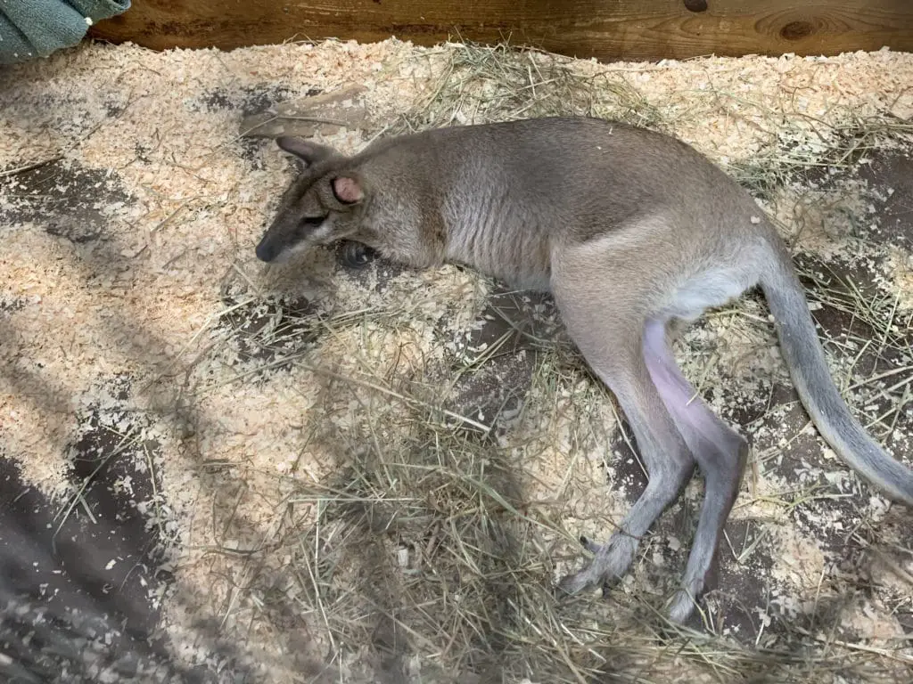 Wallaby laying in his enclosure on a hot day at Animal Adventures in Bolton MA