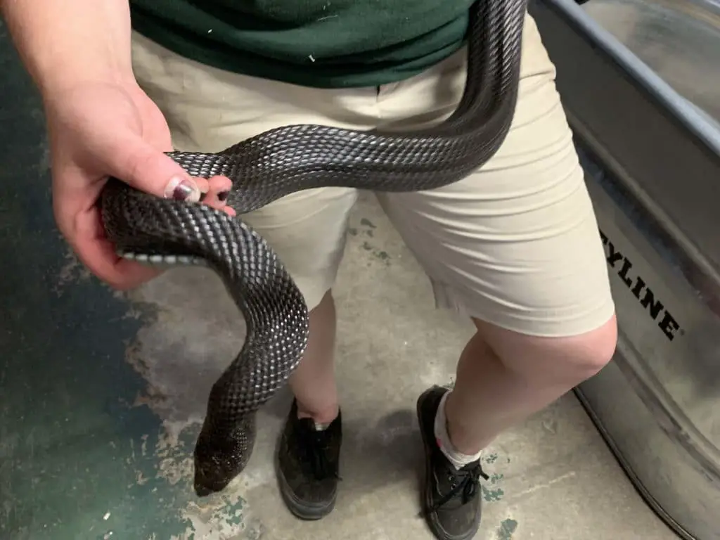snake being handled by a worker at Animal Adventures Family Zoo & Rescue Center.