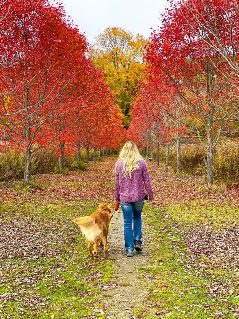 young woman and golden retriever walk a colorful tree-lined path to Dover Stone Church