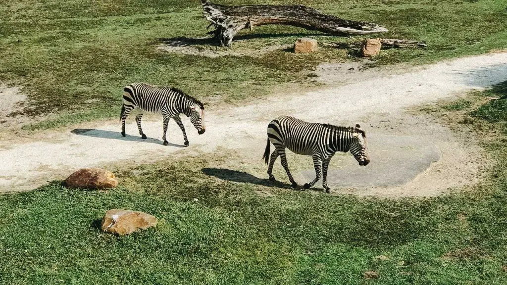 Zebras in the Savanna at the Animal Kingdom Lodge