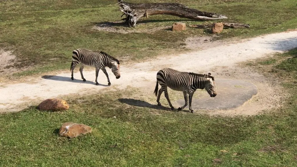 The Zebras themselves are part of the Disney World secrets of Kilimnajaro Safari in Animal Kingdom