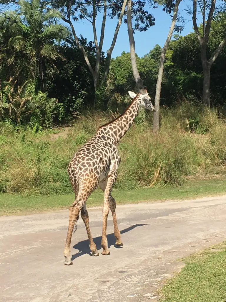 giraffe wandering a pathway near the ride vehicle for Kilimanjaro Safari in Animal Kingdom