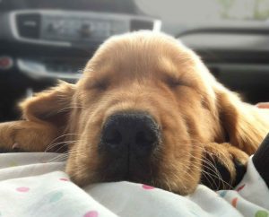 Puppy sleeps on a road trip knowing that he has everything he needs in his dog gear travel bag.