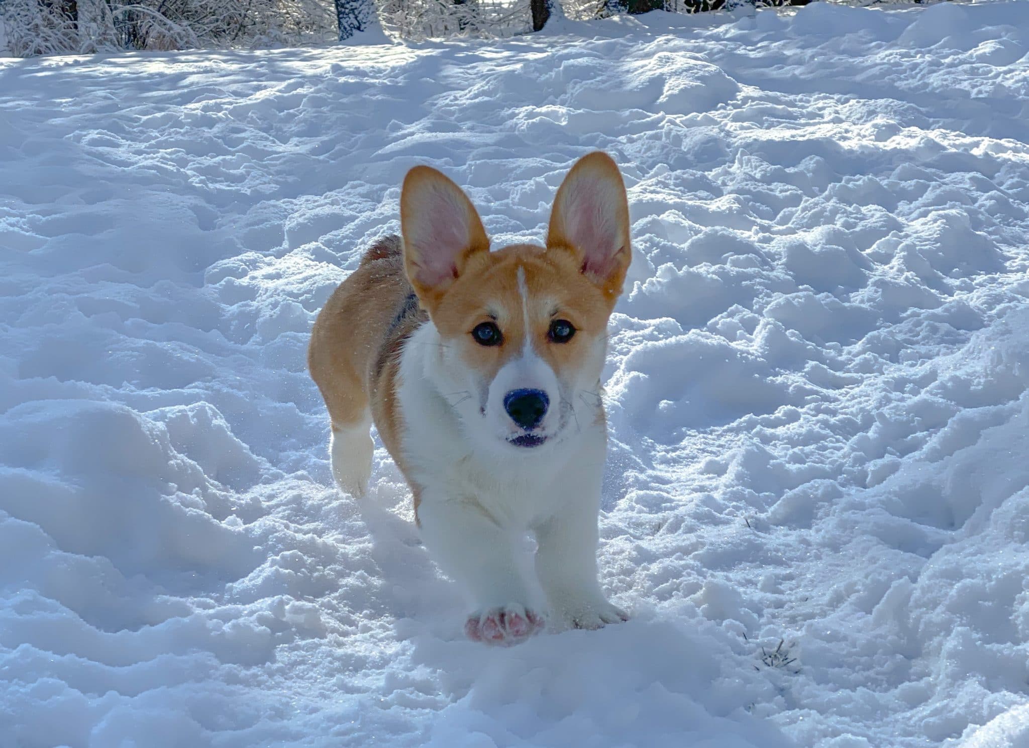 Corgi puppy playing in the snow