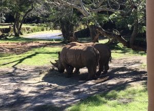 The rhinos in Kilimanjaro Safari love Disney World secrets.