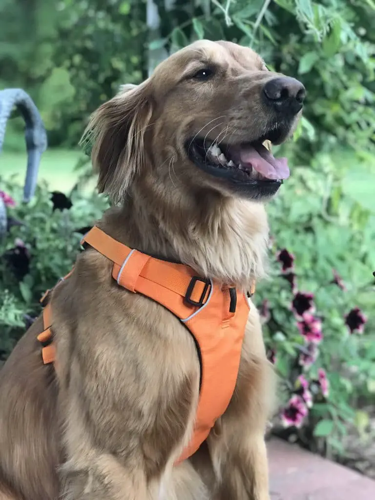 Nemo, mascot at Seconds to Go, models his Ruffwear harness in orange, a staple in his dog gear travel bag.