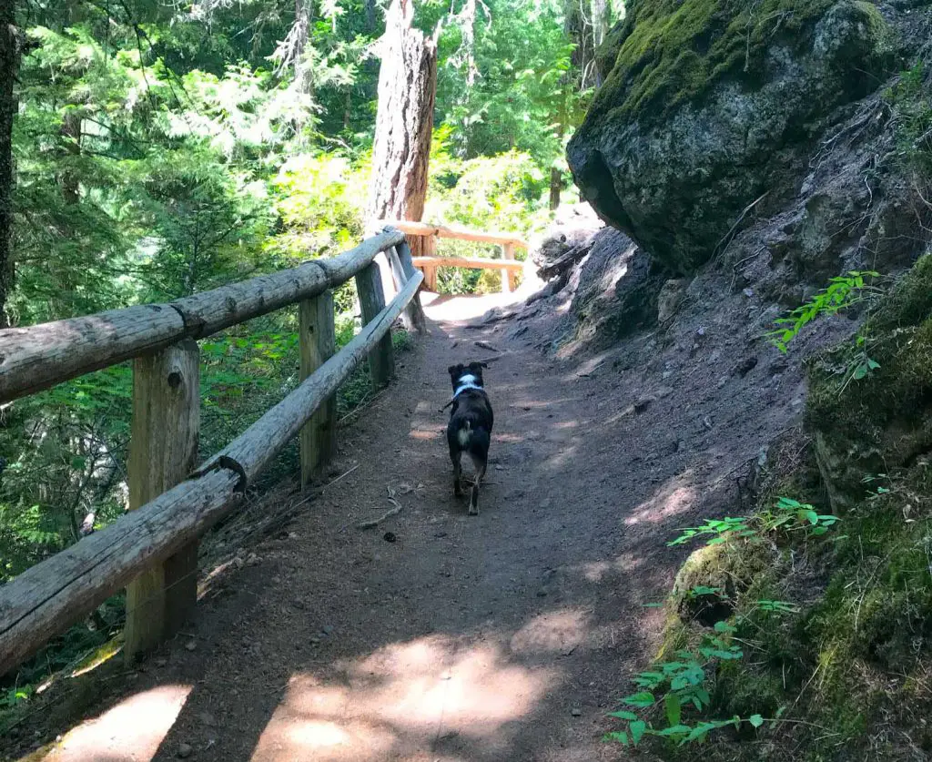 Mini Aussie dog treks the Waterfall Loop Trail toward Sahalie and Koosah Falls in Oregon