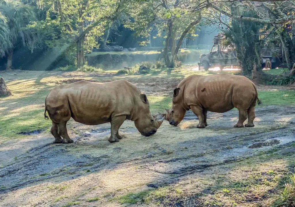 Rhinos enjoying breakfast at Disney Animal Kingdom