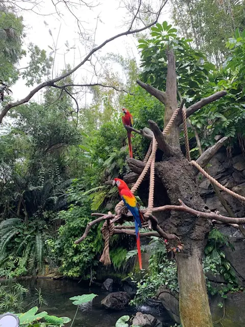 Parrots perching among tree awaiting their turn in the Wonder of Life show in Animal Kingdom theme park
