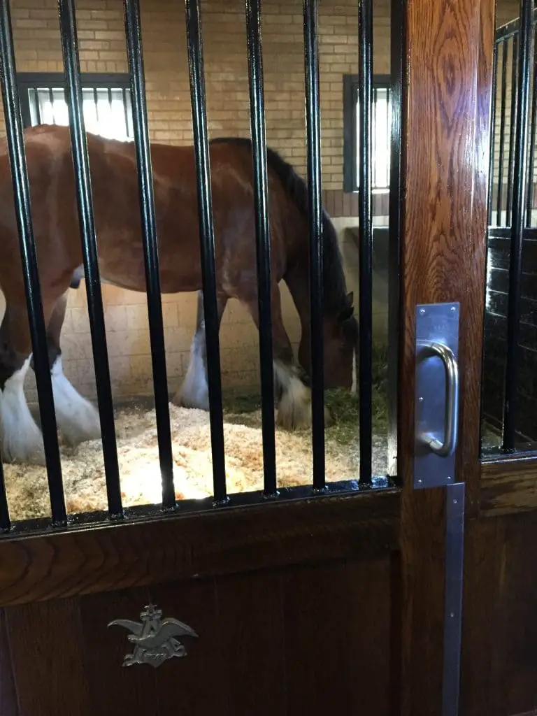 Clydesdale eating hay in a stall at Budweiser Brewery in Merrimack, NH