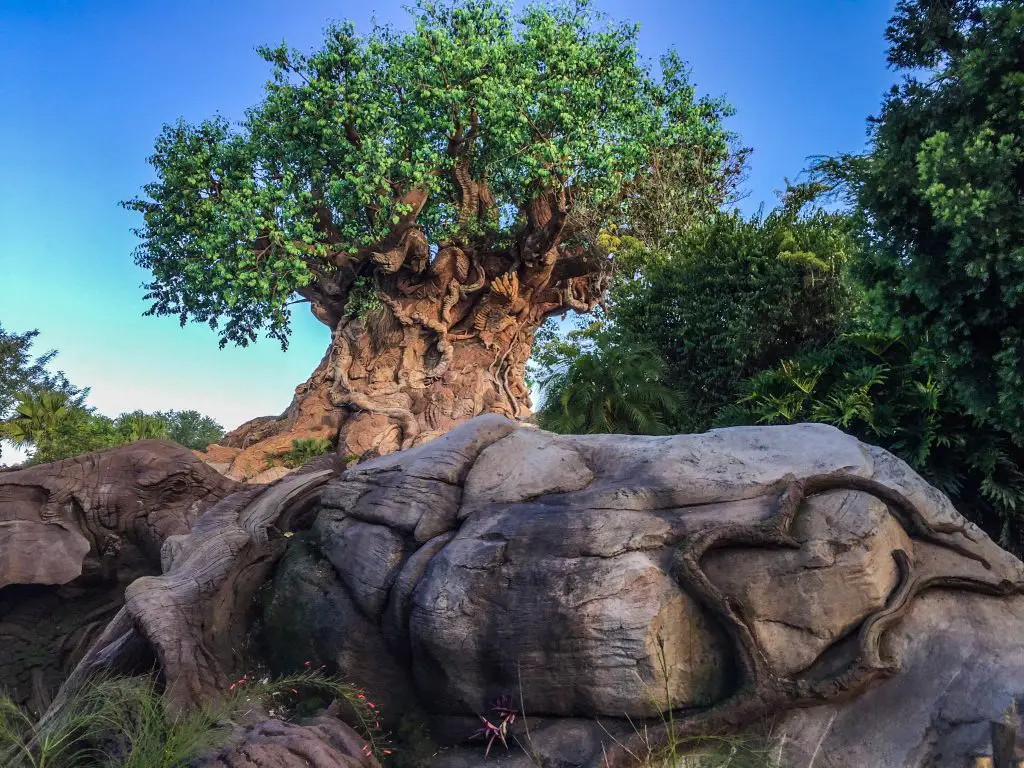 Tree of Life in Disney's Animal Kingdom Park