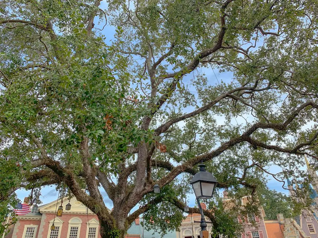 lanterns on tree in Liberty Square in Magic Kingdom are a stop on the Keys to the Kingdom tour