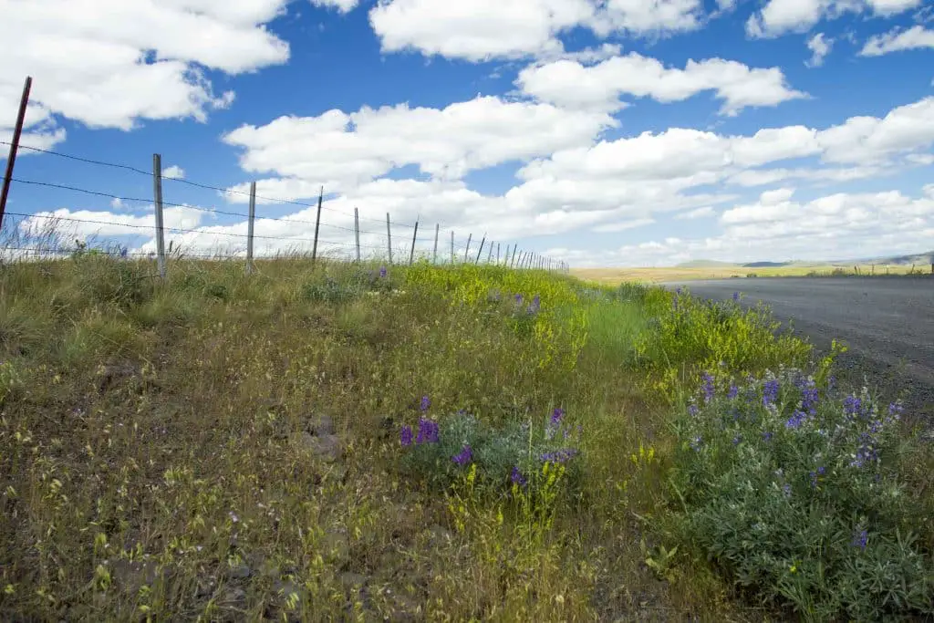 Zumwalt Prairie with Oregon spring wildflowers in front and range fenceland in the background
